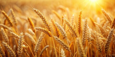 Fototapeta premium Golden Wheat Field Basking in the Warmth of a Summer Sunset, a Serene and Abundant Harvest Scene