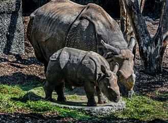 Fototapeta premium Great indian rhinoceros and her kid