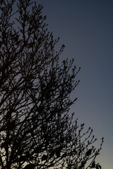 Silhouette of a Tree Losing its Leaves