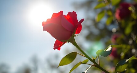 Red rose closeup background