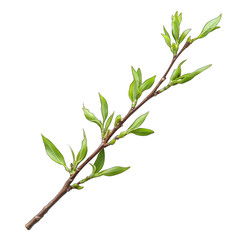 Fototapeta premium Green Leafy Branch Isolated On White Background