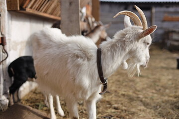 goat on a farm