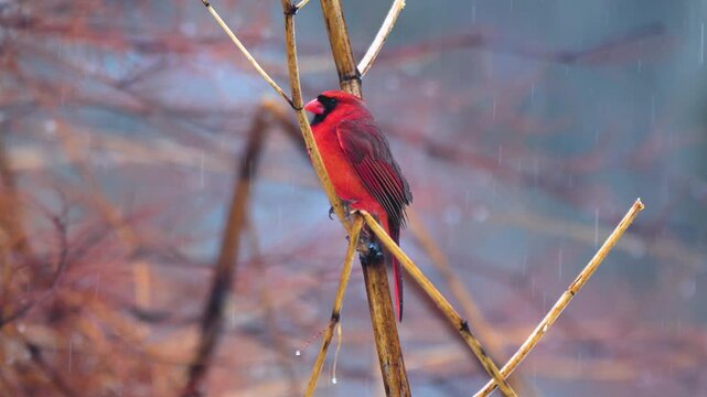 Male Cardinal sitting on a bamboo stalk during a heavy rain on a Winter Day.  