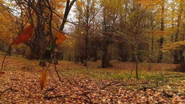 autumn in the forest