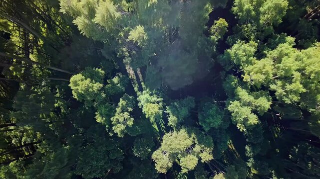 Aerial video captures lush green forest from a top-down angle, showcasing vibrant foliage and dense tree canopy in a serene, natural style. Live desktop wallpaper.