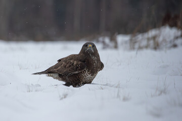 A buzzard trudging through the snow in a meadow