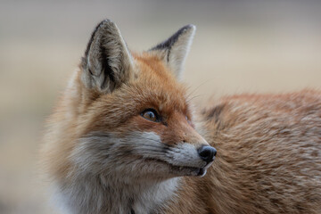 Close up view of a fox looking to the side