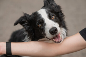 Portrait of a border collie dog at the hand of its owner. 