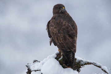 Buzzard on a snow-covered stump during snowfall