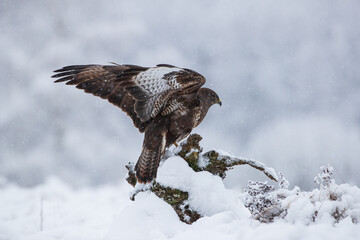 Buzzard with spread wings among snowdrifts