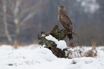 A bird of prey on a tree stump in winter scenery