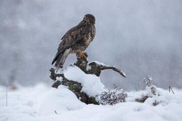 Buzzard on a cloudy winter day