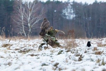 Buzzard on a tree trunk and magpies in winter scenery