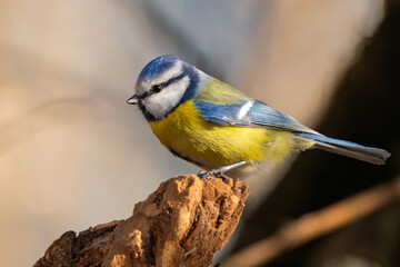 Blaumeise mit beim Sonnenuntergang im Frühling auf einem Ast / Vogel