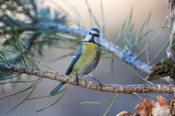 The blue tit on a pine branch looks surprised
