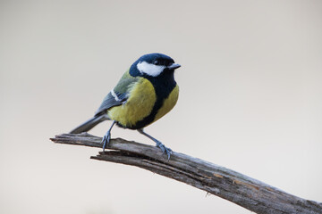 Great tit on a stick on a plain background