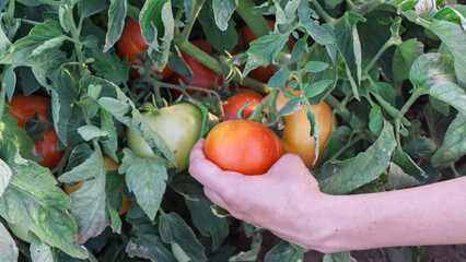 Farmer harvesting ripe red tomatoes in greenhouse