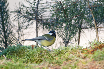 Great tit on moss against the background of pine twigs