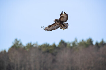 Flying buzzard screaming over the forest