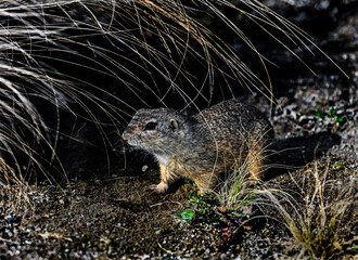 European gopher near its hole. Latin name - Citellus Oken	