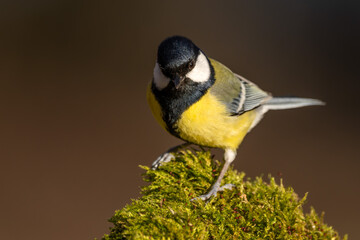 Kohlmeise mit beim Sonnenuntergang im Frühling auf einem Ast / Vogel