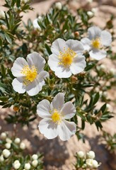 Fototapeta premium white flowers in rocks