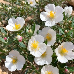 Obraz premium Rockrose with White Blossoms