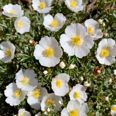 Obraz premium Rockrose with White Blossoms