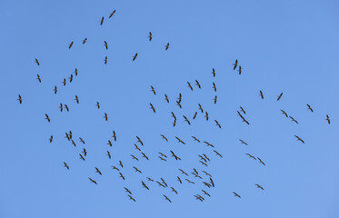 Grosser Vogelschwarm von fliegenden Pelikanen