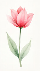 Naklejka premium Single pink tulip on a white background, Spring Season