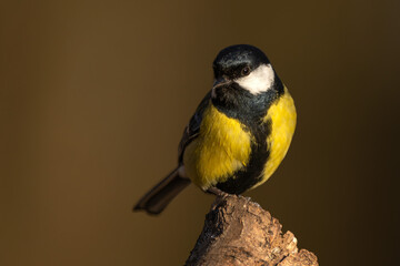 Kohlmeise mit beim Sonnenuntergang im Frühling auf einem Ast / Vogel