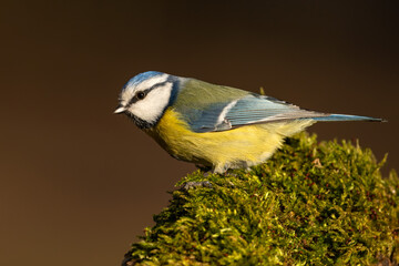 Blaumeise mit beim Sonnenuntergang im Frühling auf einem Ast / Vogel