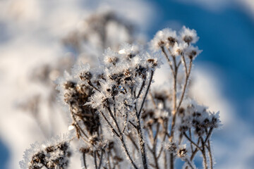 a wonderful winter day, trees and grass covered with frost, nature is adorned with frost and snow