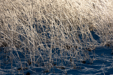 a wonderful winter day, trees and grass covered with frost, nature is adorned with frost and snow