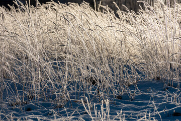 a wonderful winter day, trees and grass covered with frost, nature is adorned with frost and snow