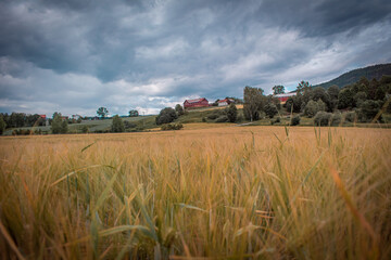 Fototapeta premium A wheat field in Norway. Hills covered with forests, with a farm situated on them.