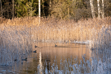 a wonderful winter day, trees and grass covered with frost, nature is adorned with frost and snow