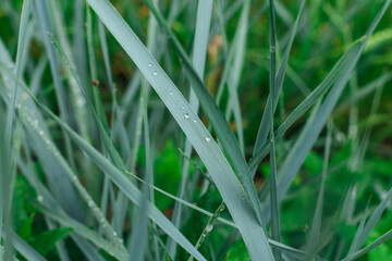 Green grass with rain drops. Juicy grass after summer rain.
