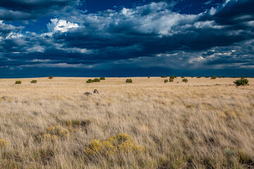 Obraz premium High Desert