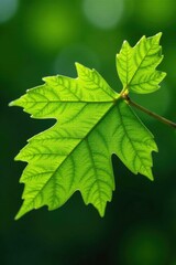 Bright green beech leaves unfurl, delicate veins visible , natural, foliage