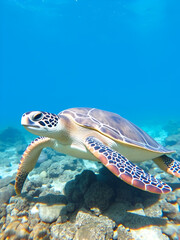 Obraz premium Hawksbill sea turtle