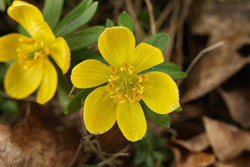 Obraz premium Winter aconite (Eranthis hyemalis) in bloom, close up