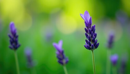 Obraz premium Single isolated lavender bloom in a lush green environment, green, lavender, single