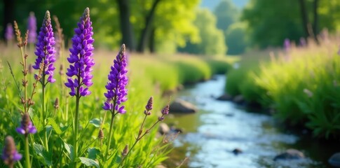 Obraz premium tall purple wild flowers in a meadow with a stream, water, greenery