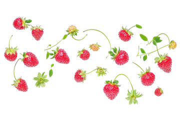 A bunch of red strawberries hanging from a plant. ,on transparent background.