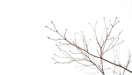 Obraz premium Delicate, bare branches isolated against a pure white backdrop, clean, artwork