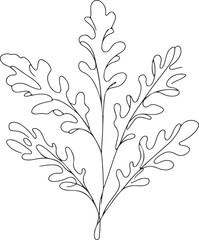 Arugula Leaf Line Drawing. Organic Vector Illustration