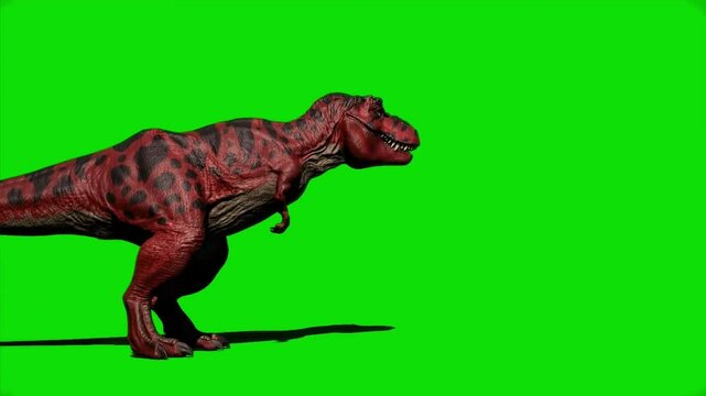 Dinosaur Tyrannosaurus T-Rex  Roaring Green Screen 4k.Tyrannosaurus Dinosaur Walking Green Screen 4k. Red T-rex Roar 4k.
