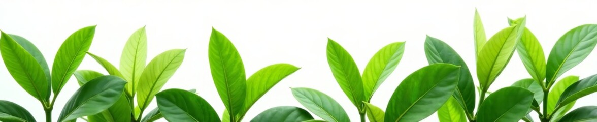 Obraz premium Fresh green foliage of a houseplant with bright leaves isolated on white background, tropical, houseplant