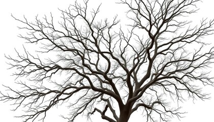 Obraz premium Stark white backdrop showcasing intricate, isolated tree branches, illustration, background